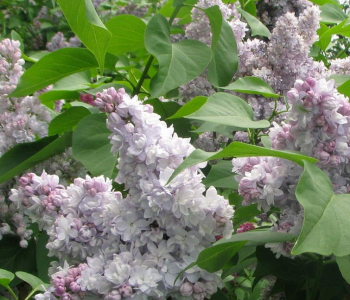 Сирень обыкновенная General Pershing