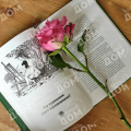 Книга "Шипы и розы" ландшафтного дизайна