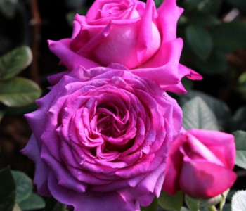 Роза чайно-гибридная Chartreuse de Parme 