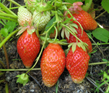 Клен остролистный Faassens Black