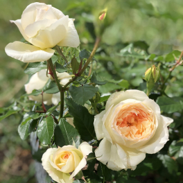 Роза флорибунда Tchaikovski (Meilland)