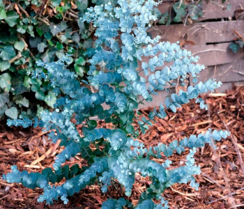 Эвкалипт Гунни Azura