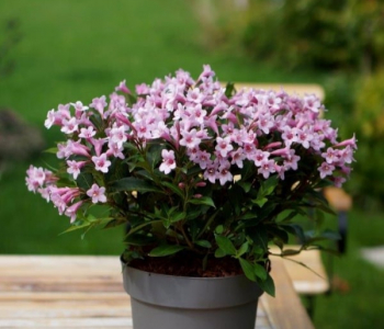 Вейгела Pink Poppet