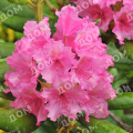Рододендрон гибридный Hellikki