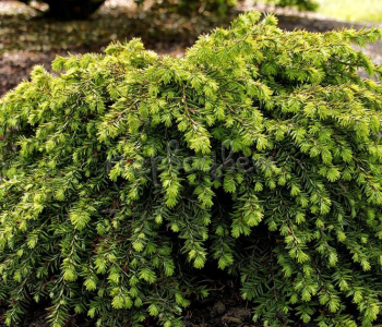 Тсуга канадская Jeddeloh