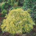 Кипарисовик горохоплодный Filifera Aurea Nana