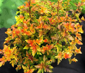 Пузыреплодник калинолистный Honeycomb