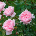 Роза английская Wisley 2008