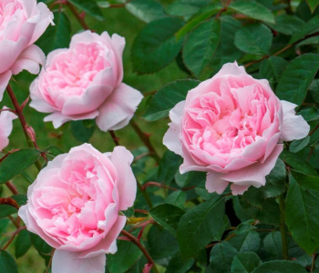 Роза английская Wisley 2008