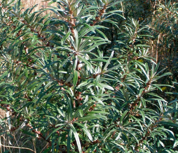 Облепиха крушиновидная Ромео