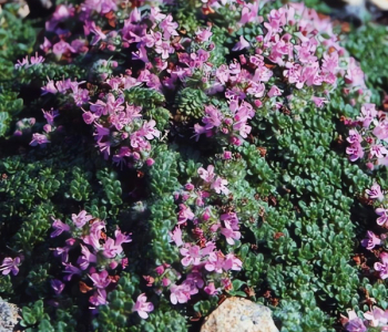 Тимьян ранний