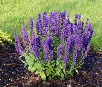 Шалфей пышный Merleau Blue Compact