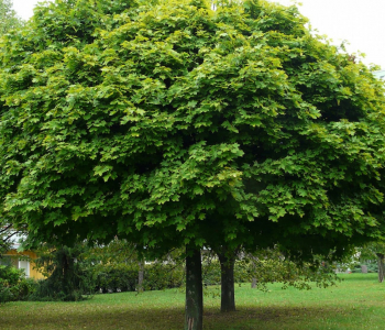 Клен остролистный Globosum