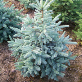 Ель колючая Kaibab