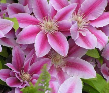 Клематис крупноцветковый Pink Beauty