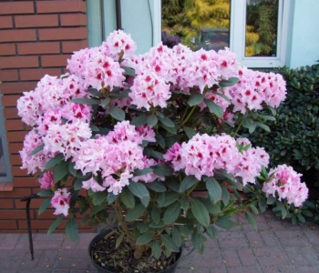 Рододендрон гибридный Royal Butterfly