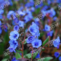 Медуница длиннолистная Blue Ensign