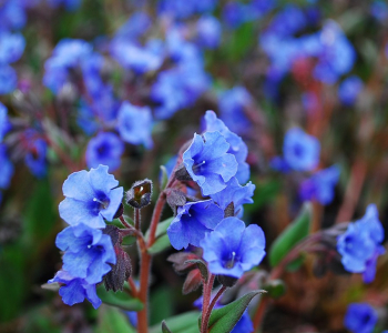 Медуница длиннолистная Blue Ensign