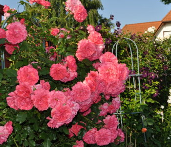 Роза плетистая Rosarium Uetersen (TANTAU)