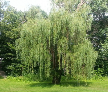 Ива Свердловская плакучая