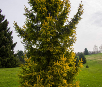 Ель обыкновенная Aurea Magnifica