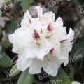 Рододендрон гибридный P.M.A. Tigerstedt