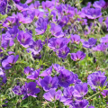 Герань садовая Kashmir Purple