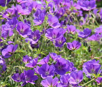 Герань садовая Kashmir Purple