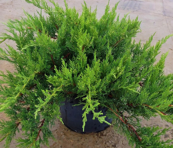 Можжевельник казацкий Tamariscifolia