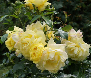 Роза чайно-гибридная Lichtkonigin Lucia (Kordes)