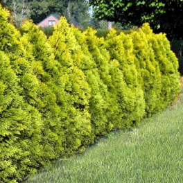 Туя западная Golden Brabant