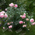 Роза кустовая Larissa (Kordes)
