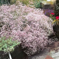 Гипсофила метельчатая Pink