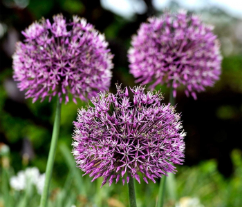 Лук афлатунский Purple Sensation