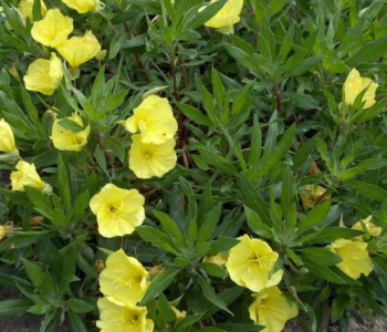 Энотера миссурийская