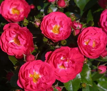 Роза почвопокровная Alpha Meidiland (Meilland)