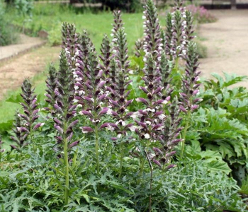 Акант мягкий Latifolius