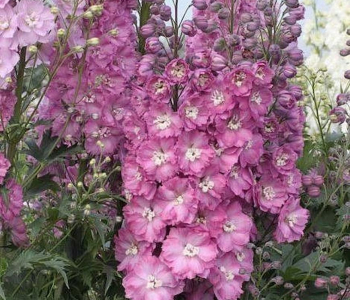 Дельфиниум Magic Fountain Pink