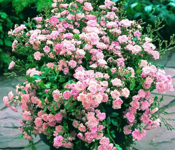 Роза почвопокровная Pink The Fairy