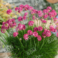 Армерия приморская Morning Star Deep Rose 