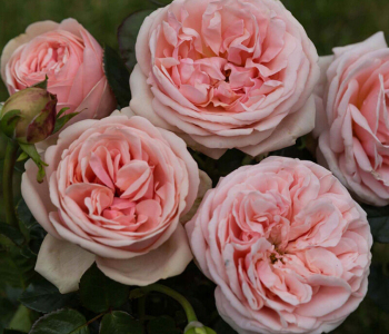 Роза чайно-гибридная Aphrodite (TANTAU)