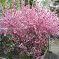 Вишня железистая Rosea Plena