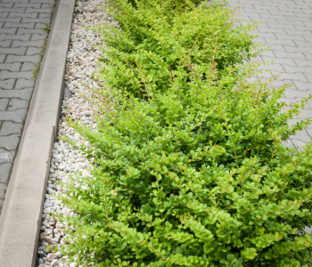 Барбарис Тунберга Green Carpet