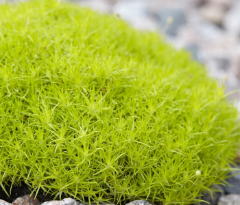 Мшанка шиловидная Lime Moss