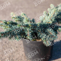 Ель колючая Waldbrunn