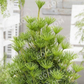 Сциадопитис мутовчатый Beauty Green