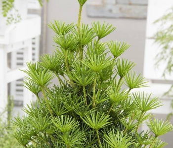 Сциадопитис мутовчатый Beauty Green