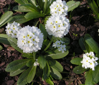 Примула мелкозубчатая White