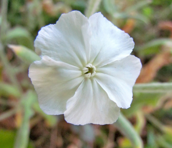 Лихнис корончатый Alba