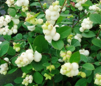 Снежноягодник Доренбоза Magikal Galaxy